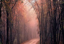 2026世界杯下注-德美化工：公司通过直接出口以及在海外市场设立公司实现海外销售